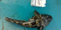 Морская рыбалка с теплохода "ИВОЛГА"