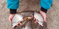 Рыбалка на Днестре в Маяках